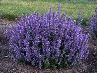 Catmint – How to Grow & Care for Nepeta