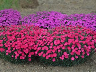 Dianthus caryophyllus 'SuperTrouper Silver Pink' (Carnation)