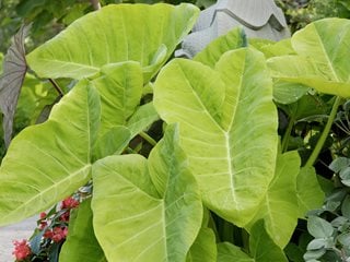 Elephant Ear, Xanthosoma  Alamy Stock Photo  Brooklyn, NY