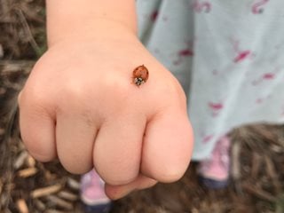 Hand With Ladybug
Garden Design
Calimesa, CA