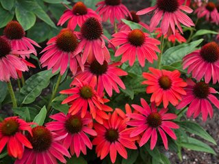 Coneflower Care: Planting & Growing Echinacea Flowers | Garden Design