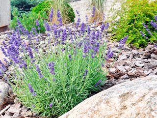Lavender In Rock Garden
Shutterstock.com
New York, NY