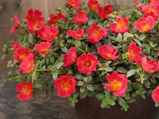 How to Plant and Grow Moss Rose