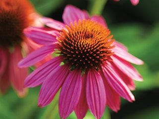 Image of Coneflower flower