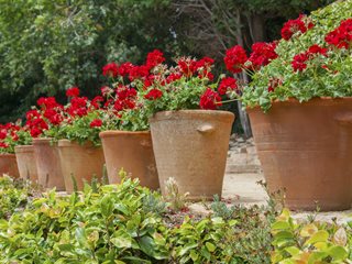 Red Geraniums In Clay Pots
Shutterstock.com
New York, NY