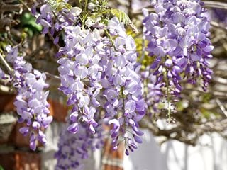 Flor de la glicinia, glicinia púrpura