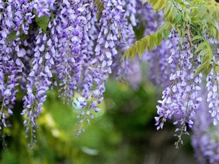 La glicinia florece, la glicinia florece