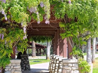 Vite di glicine, Pergola di glicine