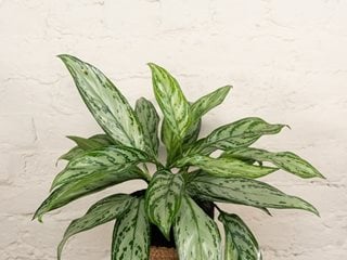 Igneous™ Timeless Tides™ Chinese Evergreen, Aglaonema Commutatum
Proven Winners
Sycamore, IL