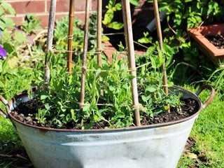 Sweet Pea Planting, Young Sweet Pea Plants
Shutterstock.com
New York, NY