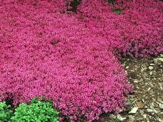 when to plant creeping thyme