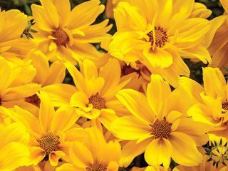 Bidens Goldilocks Rocks, Yellow Bidens Flower
Proven Winners
Sycamore, IL