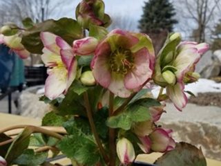 Glenda's Gloss Hellebore
Garden Design
Calimesa, CA