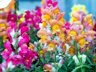 Antirrhinum Majus
Shutterstock.com
New York, NY