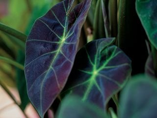 Illustris, Elephant's Ear, Colocasia  Proven Winners  Sycamore, IL