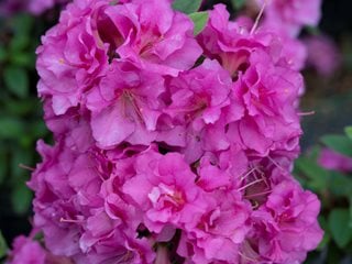 Perfect Mundo Double Purple Reblooming Azalea, Purple Azalea
Proven Winners
Sycamore, IL