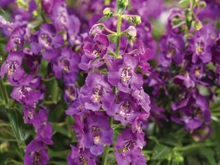 Angelonia How To Grow Care For Angelonia Plants Garden Design