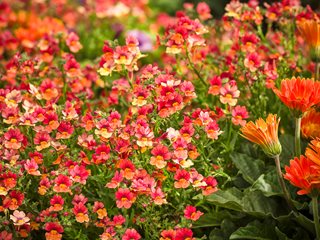 Blood Orange nemesia