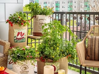 Vegetable garden container ideas for growing crops in pots