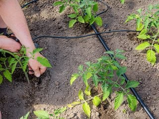 Your Complete Guide to Watering Tomato Plants