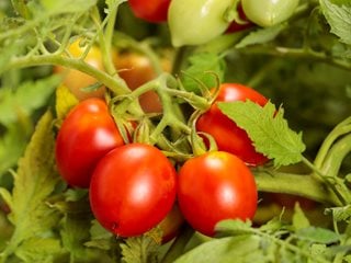 https://www.gardendesign.com/pictures/images/320x240Exact_0x64/site_3/garden-gem-tomato-plant-growing-tomatoes-proven-winners_16940.jpg