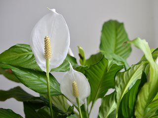 Peace Lily How To Care Indoor House Plant Spathiphyllum Best Indoor Houseplant Youtube