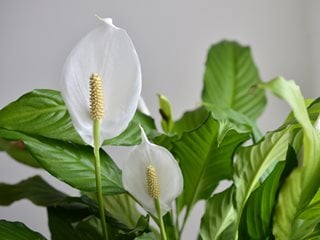 Peace Lily Flower, Spathiphyllum Flower, White Flower
Shutterstock.com
New York, NY