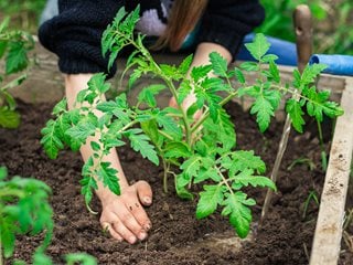 tomato plant watering guide