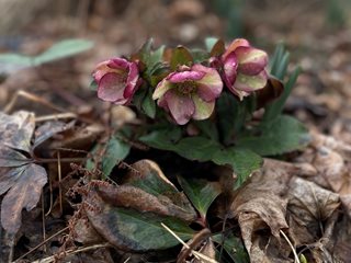 Hellebore Flowers
Garden Design
Calimesa, CA