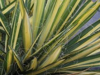 red yucca plant care