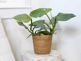 How to Plant, Grow, and Care For Philodendron Brasil