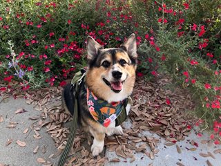 Wesley And Flowers
Garden Design
Calimesa, CA