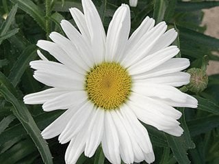 Image of Shasta daisy flower