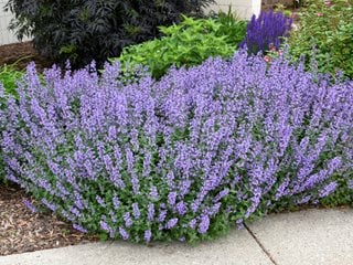 Cat's Meow Catmint, Nepeta Faassenii, Catmint Plant
Proven Winners
Sycamore, IL