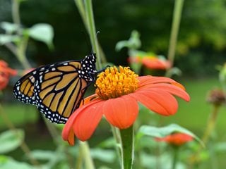 Mexican Sunflower With Monarch, Tithonia Rotundifolia
Shutterstock.com
New York, NY