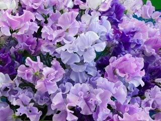 Spencer Sweet Pea Flowers, Spencer Sweet Peas
Shutterstock.com
New York, NY