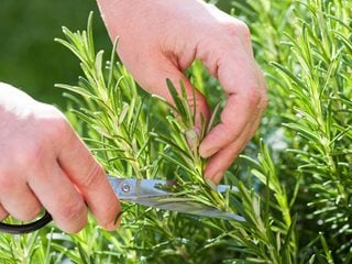 Cutting Rosemary
Shutterstock.com
New York, NY