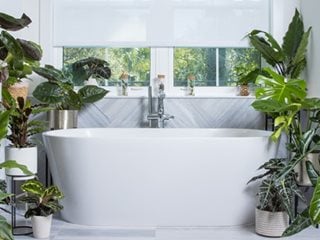 Houseplants In Bathroom
"Dream Team's" Portland Garden
Proven Winners
Sycamore, IL