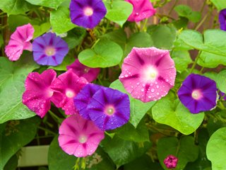 Pink And Purple Flowers
Garden Design
Calimesa, CA
