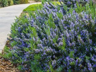 How to Plant, Grow, & Use Rosemary Plants | Garden Design