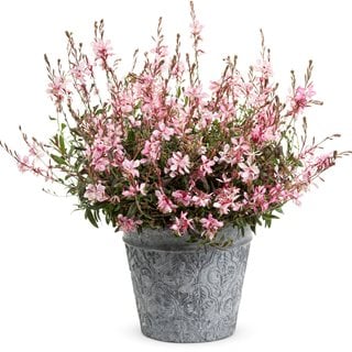 Gaura Pink Picotee
Proven Winners
Sycamore, IL