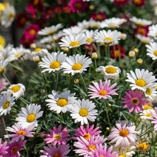 Marguerite Daisies, Argyranthemum Frutescens
Shutterstock.com
New York, NY