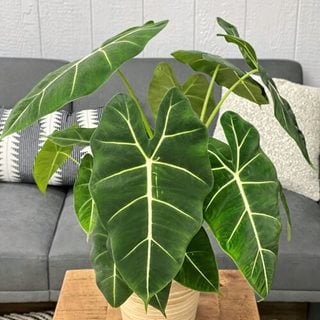 Mythic Frydek Alocasia, Alocasia Hybrid
Proven Winners
Sycamore, IL