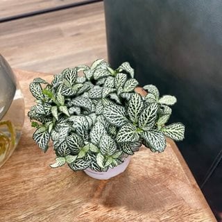 Network News World News Fittonia, Nerve Plant
Proven Winners
Sycamore, IL