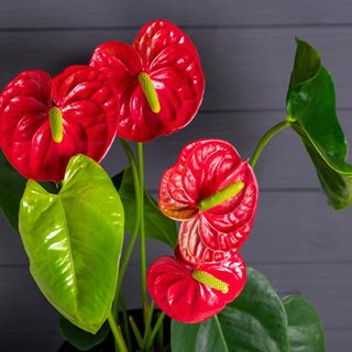 Painter's Palette Anthurium, Anthurium Andraeanum
Shutterstock.com
New York, NY