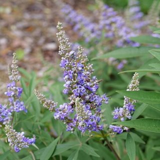 Rock Steady Vitex Flower, Vitex Flower
Proven Winners
Sycamore, IL