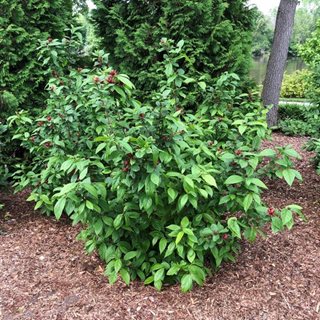 Simply Scentsational Sweetshrub, Calycanthus Floridus
Proven Winners
Sycamore, IL