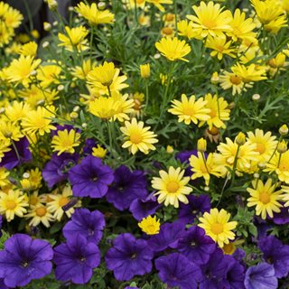 Yellow Daisy And Purple Petunia
Proven Winners
Sycamore, IL