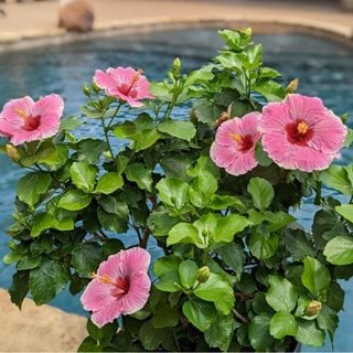 Hollywood Hibiscus America's Sweetheart, Tropical Hibiscus
"Dream Team's" Portland Garden
Proven Winners
Sycamore, IL