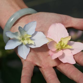 Tuff Stuff Ah-Ha® reblooming mountain hydrangea